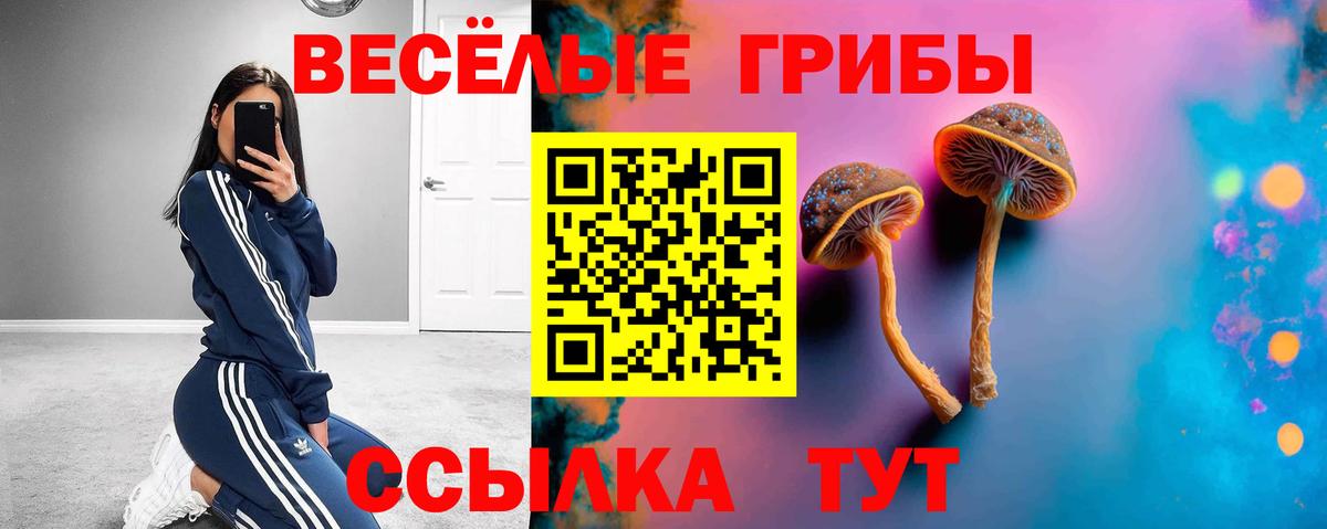 Псилоцибиновые грибы мицелий  Псилоцибиновые грибы Psilocybe  Новокубанск 